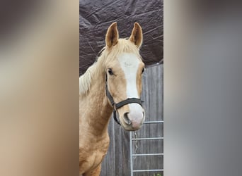 Hannoveriano, Caballo castrado, 2 años, 151 cm, Palomino