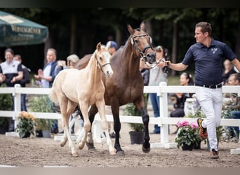 Hannoveriano, Caballo castrado, 2 años, 151 cm, Palomino