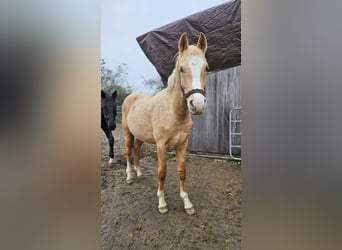 Hannoveriano, Caballo castrado, 2 años, 151 cm, Palomino