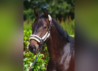 Hannoveriano, Caballo castrado, 2 años, 160 cm, Castaño oscuro