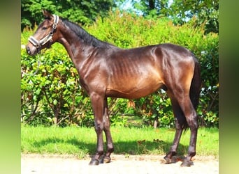 Hannoveriano, Caballo castrado, 2 años, 160 cm, Castaño oscuro