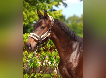 Hannoveriano, Caballo castrado, 2 años, 160 cm, Castaño oscuro