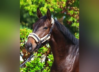 Hannoveriano, Caballo castrado, 2 años, 160 cm, Castaño oscuro