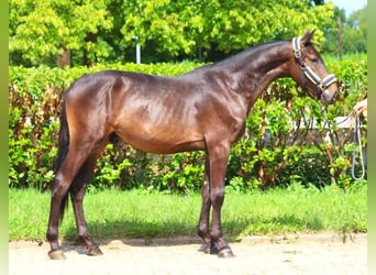 Hannoveriano, Caballo castrado, 2 años, 160 cm, Castaño oscuro