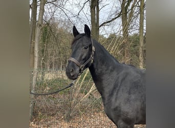 Hannoveriano, Caballo castrado, 2 años, 162 cm, Castaño oscuro