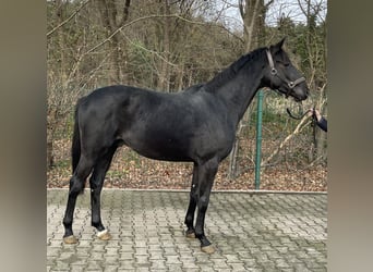 Hannoveriano, Caballo castrado, 2 años, 162 cm, Castaño oscuro