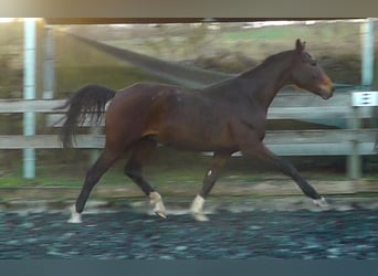 Hannoveriano, Caballo castrado, 2 años, 162 cm, Castaño oscuro