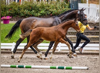 Hannoveriano, Caballo castrado, 2 años, 162 cm, Castaño oscuro