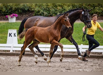 Hannoveriano, Caballo castrado, 2 años, 162 cm, Castaño oscuro