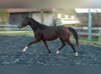 Hannoveriano, Caballo castrado, 2 años, 162 cm, Castaño oscuro