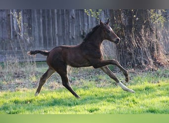 Hannoveriano, Caballo castrado, 2 años, 162 cm, Castaño oscuro