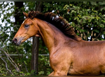 Hannoveriano, Caballo castrado, 2 años, 162 cm, Castaño oscuro