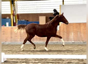 Hannoveriano, Caballo castrado, 2 años, 163 cm, Alazán