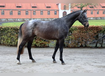 Hannoveriano, Caballo castrado, 2 años, 166 cm, Tordo