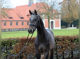 Hannoveriano, Caballo castrado, 2 años, 166 cm, Tordo