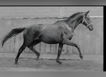 Hannoveriano, Caballo castrado, 2 años, 168 cm, Negro