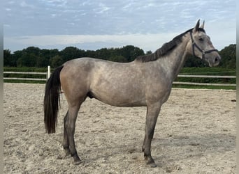 Hannoveriano, Caballo castrado, 2 años, 168 cm, Tordo