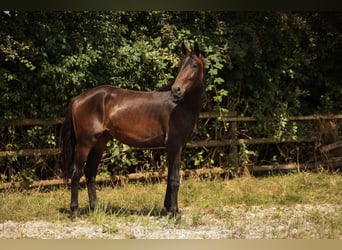 Hannoveriano, Caballo castrado, 2 años, 170 cm, Castaño