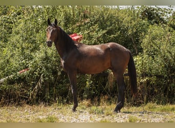 Hannoveriano, Caballo castrado, 2 años, 170 cm, Castaño