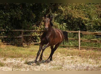 Hannoveriano, Caballo castrado, 2 años, 170 cm, Castaño