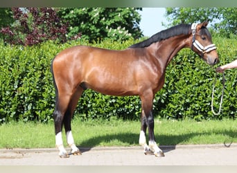 Hannoveriano, Caballo castrado, 2 años, 170 cm, Castaño