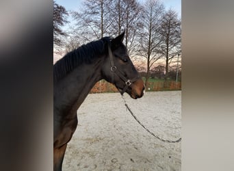 Hannoveriano, Caballo castrado, 2 años, 170 cm, Castaño oscuro