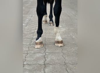 Hannoveriano, Caballo castrado, 2 años, 170 cm, Castaño oscuro