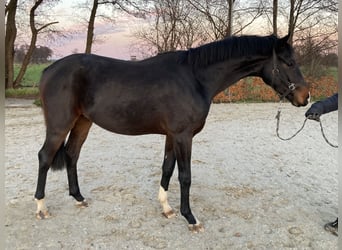 Hannoveriano, Caballo castrado, 2 años, 170 cm, Castaño oscuro