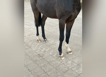 Hannoveriano, Caballo castrado, 2 años, 170 cm, Castaño oscuro