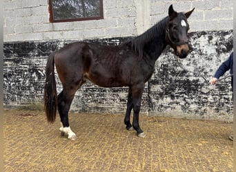 Hannoveriano, Caballo castrado, 2 años, 170 cm, Castaño oscuro