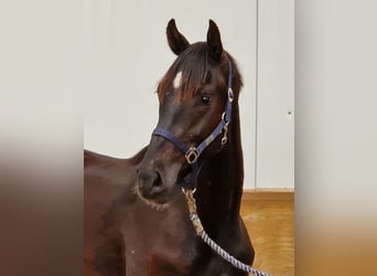 Hannoveriano, Caballo castrado, 2 años, 170 cm, Negro