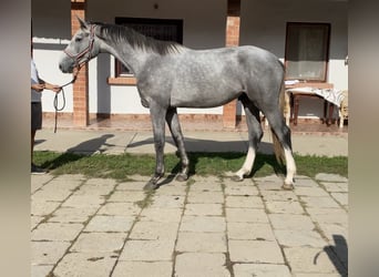 Hannoveriano, Caballo castrado, 2 años, 170 cm, Tordo