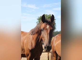 Hannoveriano, Caballo castrado, 2 años, 172 cm, Alazán-tostado