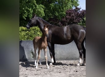Hannoveriano, Caballo castrado, 2 años, 172 cm, Alazán-tostado
