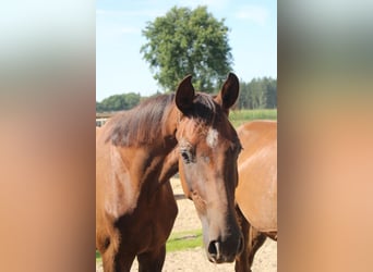 Hannoveriano, Caballo castrado, 2 años, 172 cm, Alazán-tostado