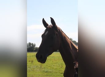 Hannoveriano, Caballo castrado, 2 años, 172 cm, Alazán-tostado