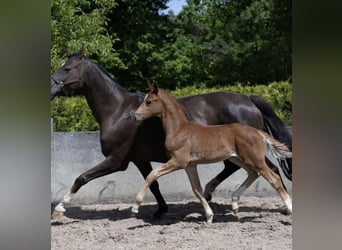Hannoveriano, Caballo castrado, 2 años, 172 cm, Alazán-tostado