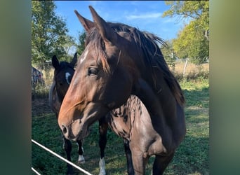 Hannoveriano, Caballo castrado, 2 años, 172 cm, Castaño oscuro