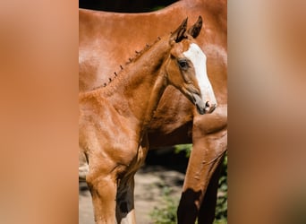 Hannoveriano, Caballo castrado, 2 años, Alazán-tostado