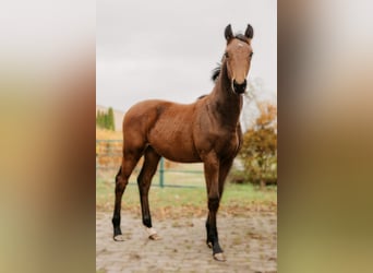 Hannoveriano, Caballo castrado, 2 años, Castaño