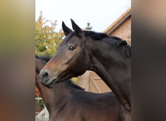 Hannoveriano, Caballo castrado, 2 años, Castaño oscuro