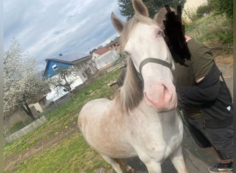 Hannoveriano Mestizo, Caballo castrado, 3 años, 148 cm, Cremello
