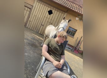 Hannoveriano Mestizo, Caballo castrado, 3 años, 148 cm, Cremello