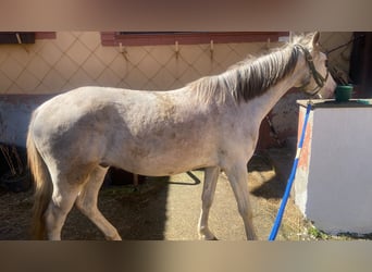 Hannoveriano Mestizo, Caballo castrado, 3 años, 148 cm, Cremello