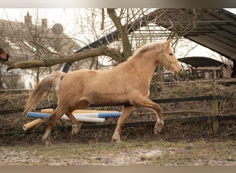 Hannoveriano, Caballo castrado, 3 años, 151 cm, Palomino