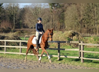 Hannoveriano, Caballo castrado, 3 años, 155 cm, Alazán