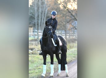 Hannoveriano, Caballo castrado, 3 años, 157 cm, Negro