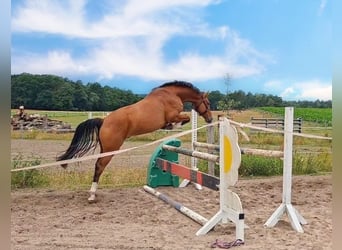 Hannoveriano, Caballo castrado, 3 años, 159 cm, Castaño