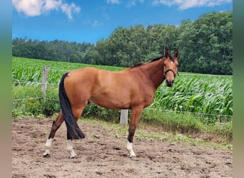 Hannoveriano, Caballo castrado, 3 años, 159 cm, Castaño