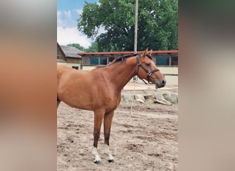 Hannoveriano, Caballo castrado, 3 años, 159 cm, Castaño